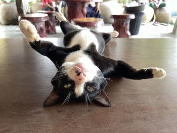 Close-up of cat lying on floor