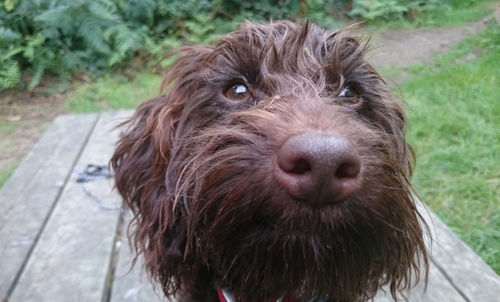 Close-up portrait of brown hairy dog at yard