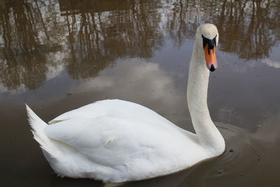 Swan floating on lake