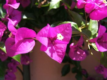 Close-up of pink flowers