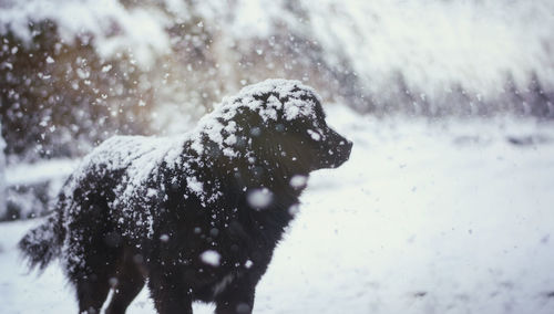 Dog in snow