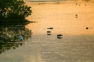 High angle view of birds in lake