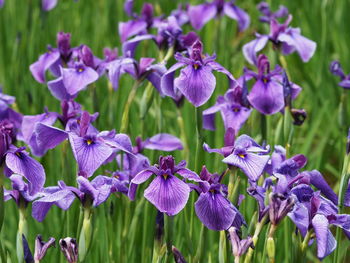 Close-up of purple flowering plants