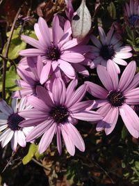 Close-up of flowers blooming outdoors