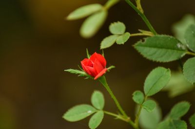 Close-up of red flower blooming outdoors