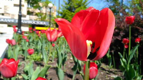 Close-up of red tulip blooming outdoors