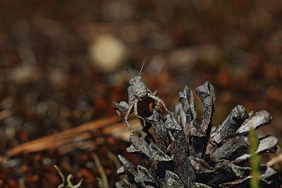 Close-up of butterfly