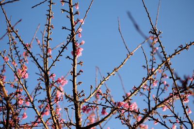 Low angle view of blossoms against sky