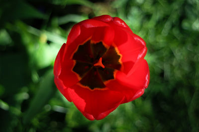 Close-up of red poppy blooming outdoors