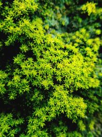 Close-up of fresh green plant