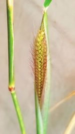 Close-up of plant