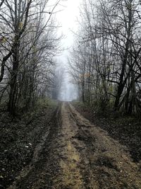 View of dirt road along trees