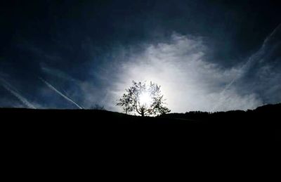 Silhouette of trees at sunset