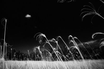 Close-up of illuminated field against sky at night