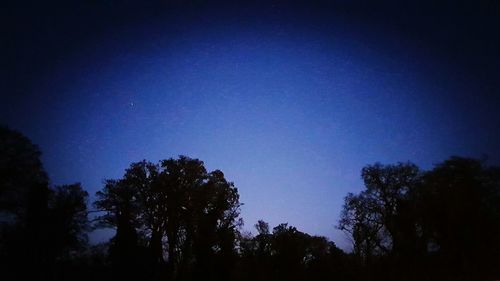 Low angle view of silhouette trees against sky at night