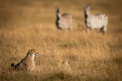 Zebras watch cheetah and cub in grass