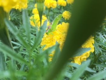 Close-up of yellow marigold blooming outdoors