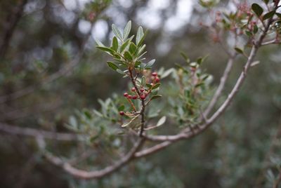 Close-up of red flowering plant