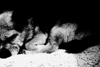 Close-up of a dog sleeping