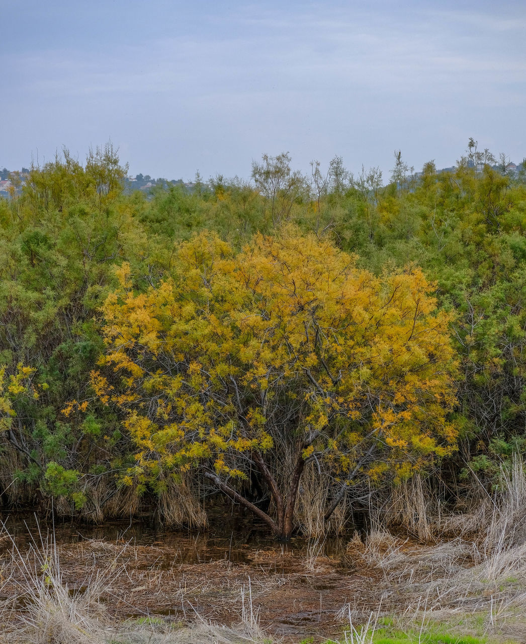 PLANTS GROWING ON LAND