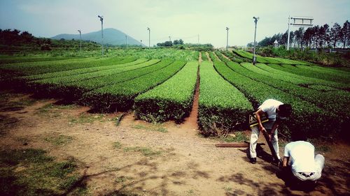Plants growing on field