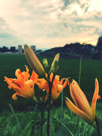 Close-up of orange flowering plant on field against sky