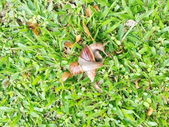 High angle view of lizard on grass