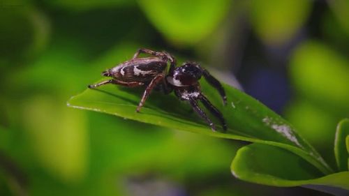 Close-up of insect on leaf