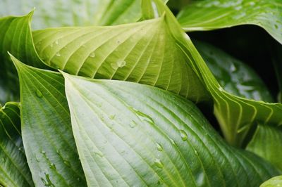 Full frame shot of fresh green leaves