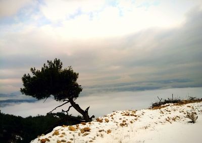 Trees on landscape against sky