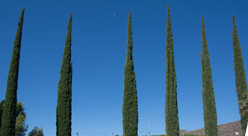 Low angle view of trees against clear blue sky