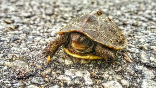 Close-up of turtle