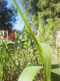 Plants growing in backyard