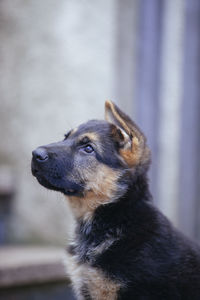 Close-up of a dog looking away