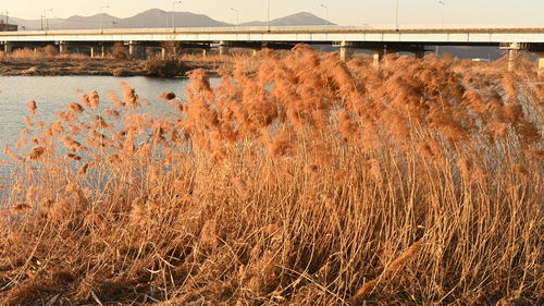 Scenic view of river against sky