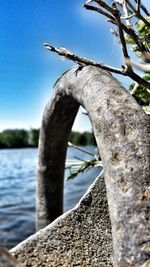 Close-up of lizard on tree trunk against clear blue sky