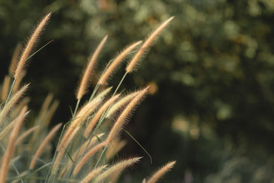 Close-up of stalks in field