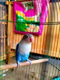 Close-up of parrot perching in cage