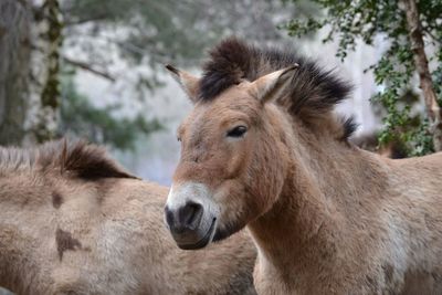 Close-up of horse on field