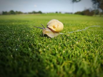 Close-up of snail on grass