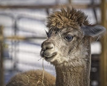 Close-up of an alpaca looking away