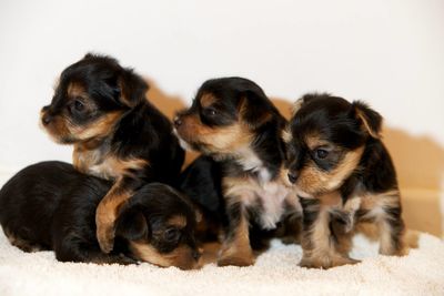 Close-up of puppies sitting against wall