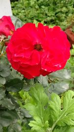 Close-up of red rose