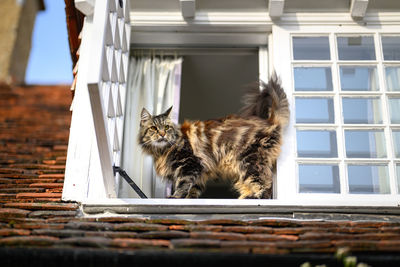 Maine coon cat is standing in the top floor window of an old english building