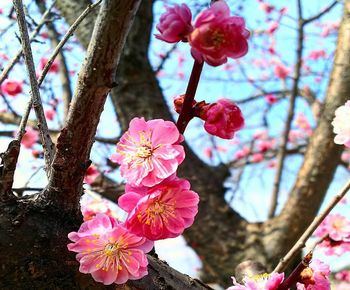 Close-up of pink cherry blossoms in spring