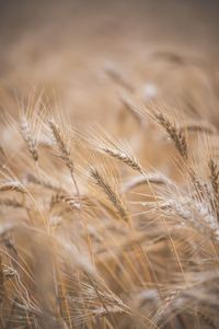 Close-up of stalks on land