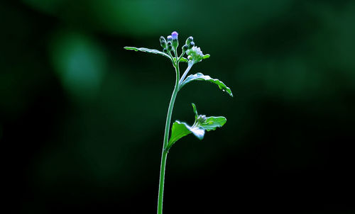 Close-up of purple flowering plant