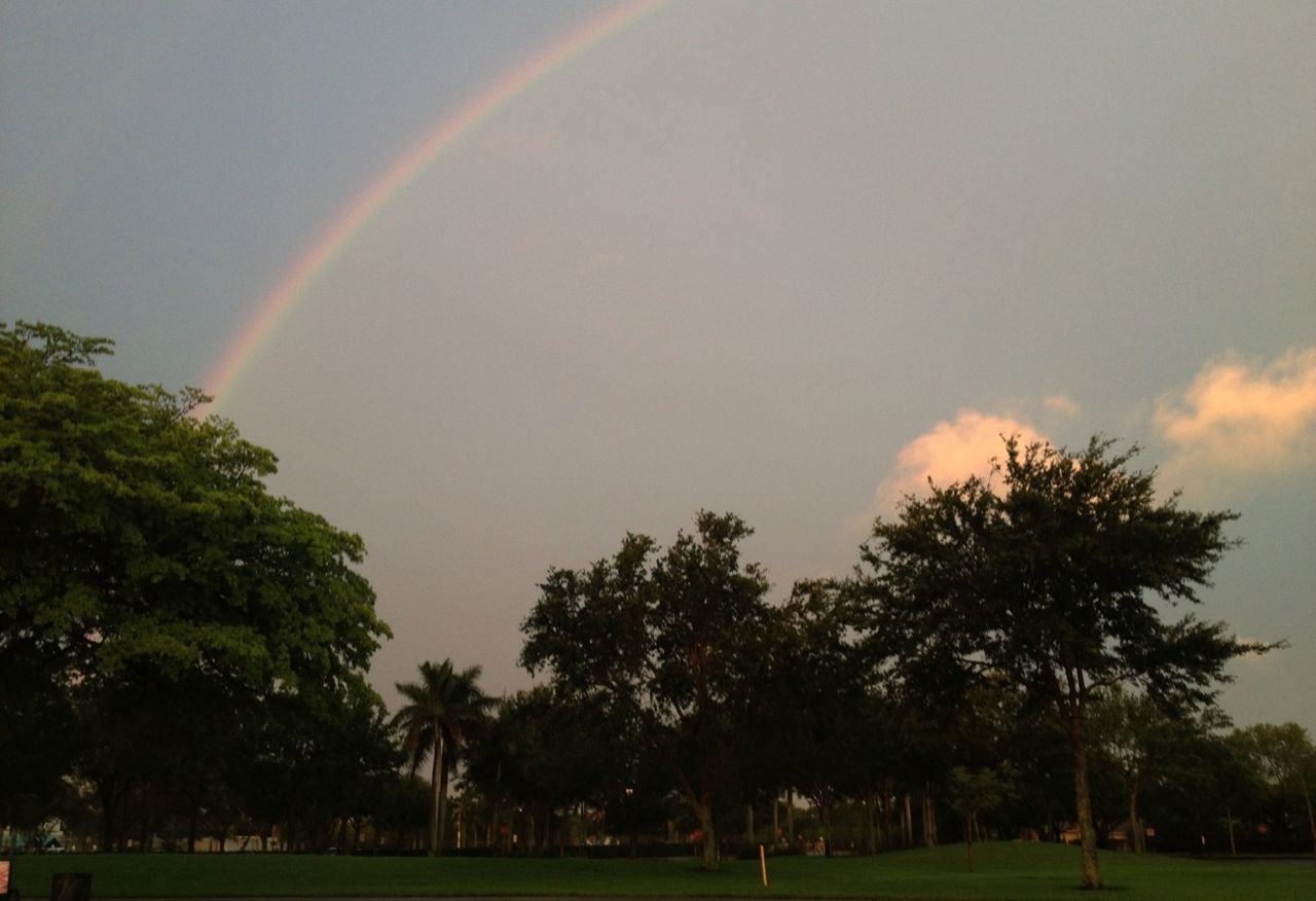 tree, sky, grass, rainbow, tranquility, field, beauty in nature, green color, tranquil scene, landscape, scenics, nature, cloud - sky, growth, idyllic, park - man made space, multi colored, outdoors, grassy, cloud