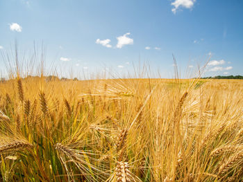 Scenic view of wheat field against sky