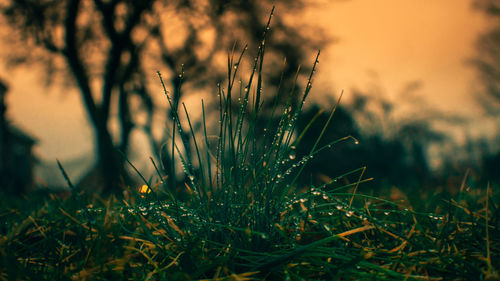 Close-up of grass growing in field